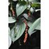 Photo of a pepper plant.