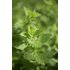 Photo of a lemon balm plant.