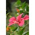 Photo of a hibiscus in full bloom.
