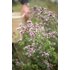 Auf dem Foto ist die Oregano Pflanze zu sehen.