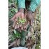 In the photo you can see cardamom capsules.